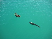 Lake Mead aquatic life