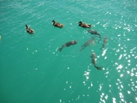 Lake Mead aquatic life