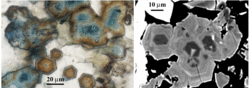 Plane polarized light and backscattered electron image (BEI) of tourmalines that fill veins from the carapace of the Geyser felsite