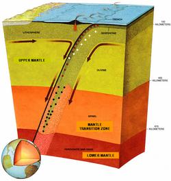 This illustration depicts a tectonic plate as it is subducted.  The dots on the image illustrate likely earthquake activity.  The boundaries of the transition zone can be seen to deflect upwards and downwards because of the altered temperature/pressure pr