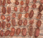 Array of Jack Hill Zircons