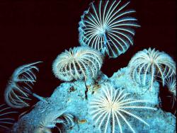 Living crinoids anchored to rocks on the sea floor