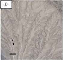 Figure 1B Examples of steady state landscapes for varying forcing from rainfall and uplift. 
