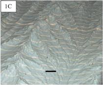 Figure 1C Examples of steady state landscapes for varying forcing from rainfall and uplift. 
