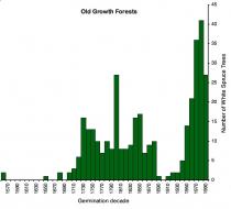 Histogram of old growth white spruce ages