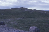 Musk Oxen in Greenland