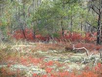 Pine Barren