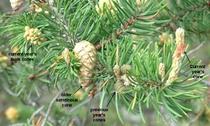 SerotinousCones