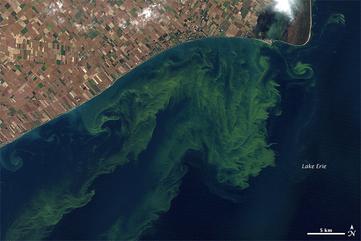 Algal Bloom in Lake Erie