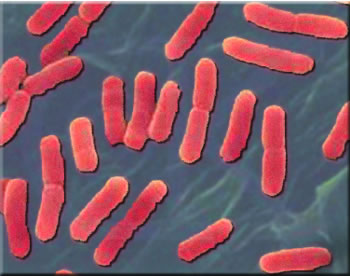 E Coli Bacteria