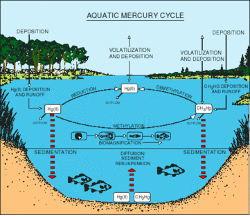 Mercury Cycle