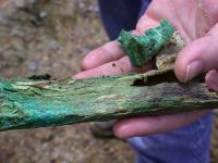 Close up of a bone with copper mineralization