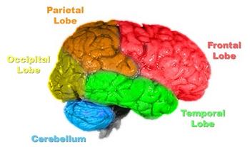 Principal lobes of the human brain