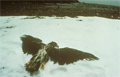 Photos of the Exxon Valdez Oil Spill