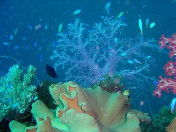 Coral