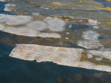 Kelp and Bryzoans