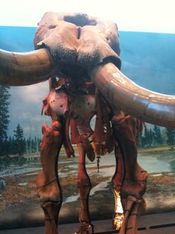 Mammoth Skeleton