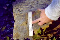Deformed_mudcracks