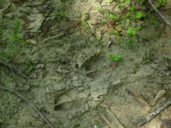 Modern Footprints