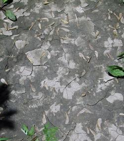 Modern mudcracks