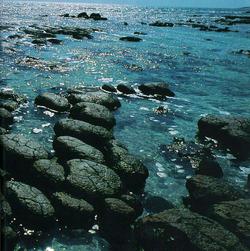 Modern Stromatolites
