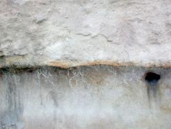 Paleosol and roots