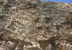 Rhizoliths1