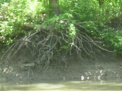 Roots