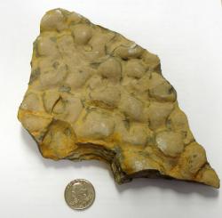 Silurian stromatolites, plan view
