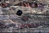 Chert in Limestone