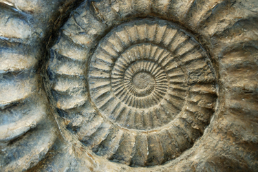 Ammonite