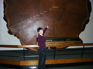 Cross-section of a tree, American Museum of Natural History