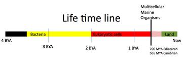 Life timeline image