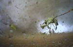 A thumb inside a tornado from National Geographic