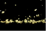thumbnail of sediment saltation closeup