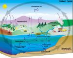 thumbnail of carbon cycle