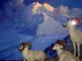 Diorama of bighorn mountain sheep in glaciated terrain, AMNH
