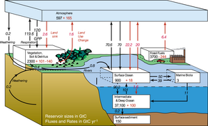 Anthropogenic Carbon Cycle
