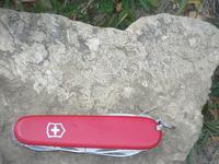 Bridger Range Fossil Hash in Madison Limestone