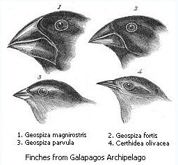 Galapagos finches