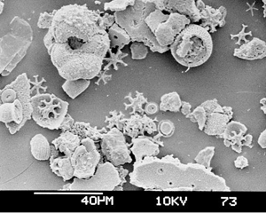 Microfossils