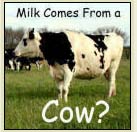 Milk from Cow