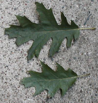 Photos of shade and sun leaves from red oak