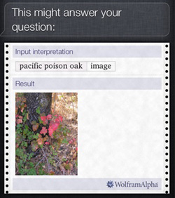 Screen shot from actual iPod asked \'What does poison oak look like?"  Credit: Dale Chayes