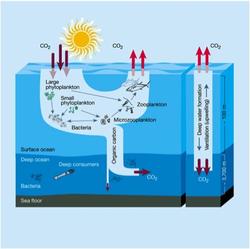 The Biological Pump