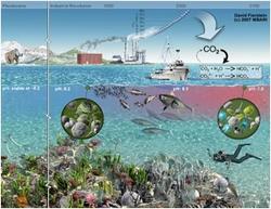 Ocean Acid
