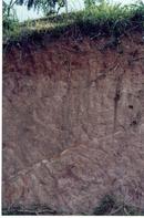 Soil Profile