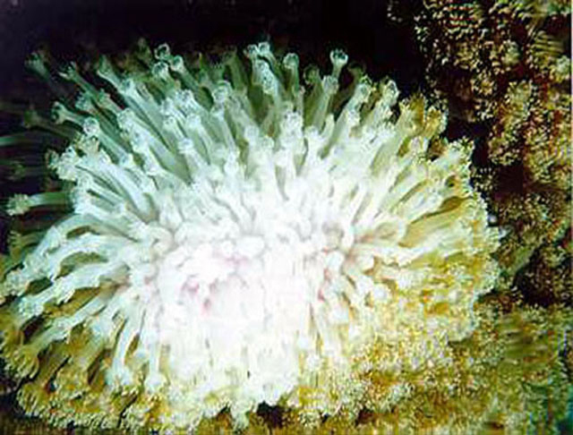 Stop Coral Bleaching