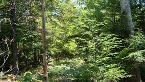 maine woods