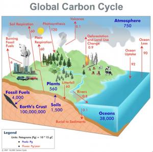 Global_Carbon_Cycle